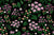 Flores Salvajes 002 - Telas de algodon estampado - Algodón Textiles