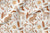 Safari beige 002 - Telas de algodon estampado - Algodón Textiles